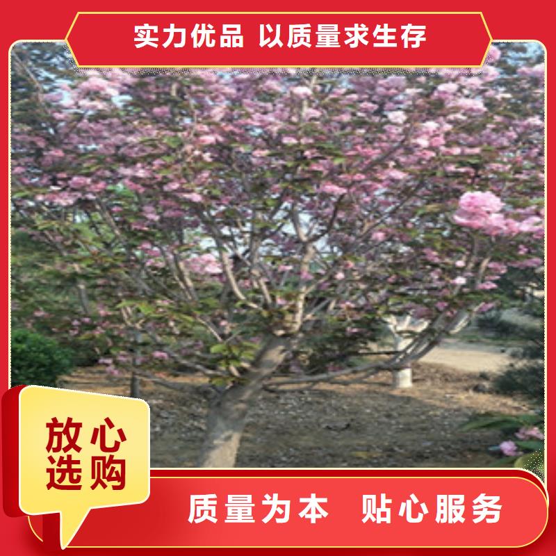 樱花泰山景松造型景松质检合格发货