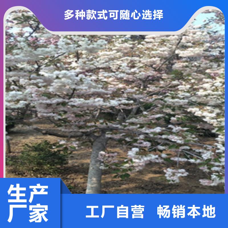 樱花泰山景松造型景松质检合格发货