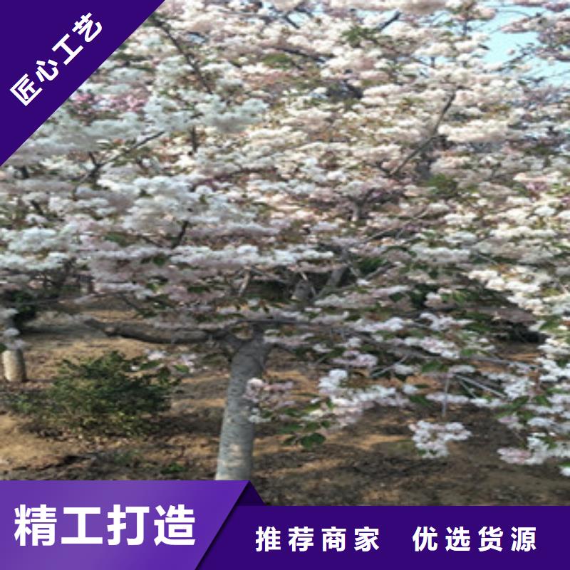 樱花泰山景松造型景松做工细致