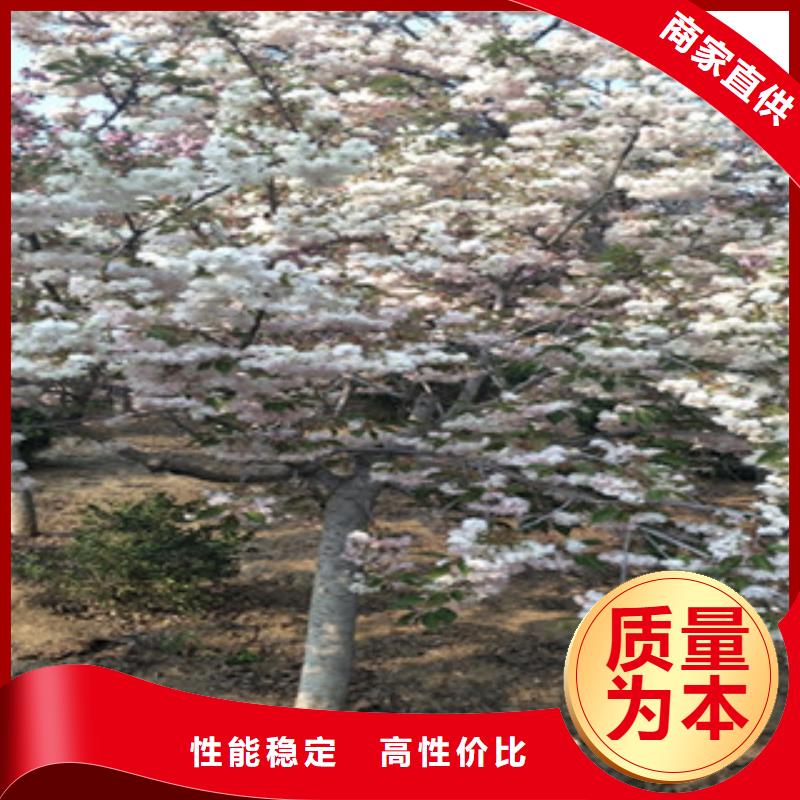 樱花,绿化树绿化工程质量安心