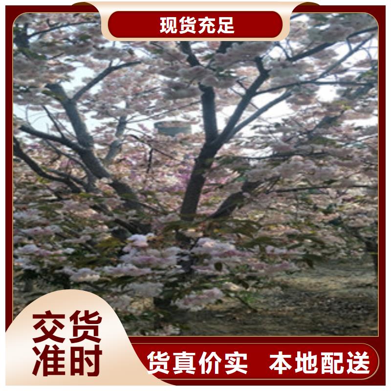 【樱花】-碧桃从厂家买售后有保障