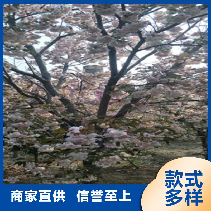 樱花泰山景松造型景松质检合格发货