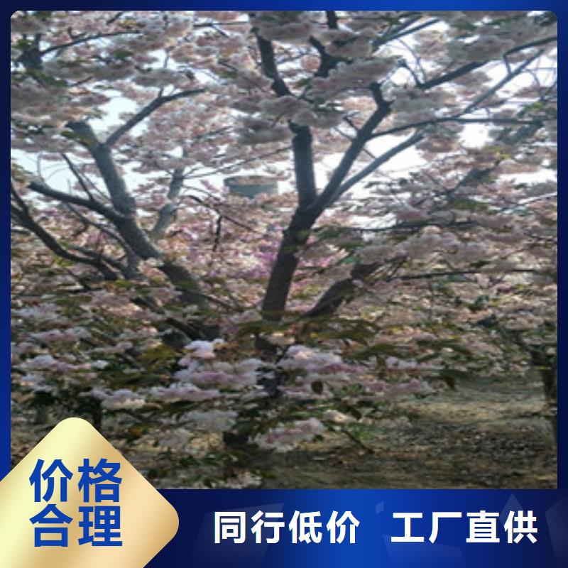 樱花,绿化树绿化工程质量安心