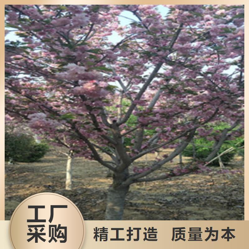 樱花蓝莓苗精选厂家好货