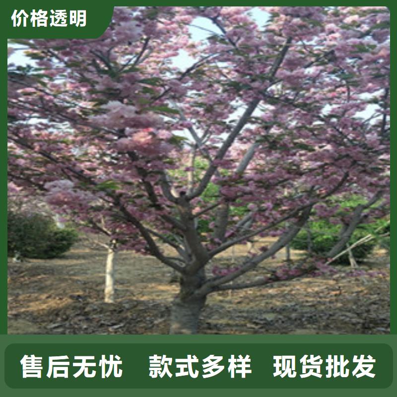 樱花泰山景松造型景松质检合格发货