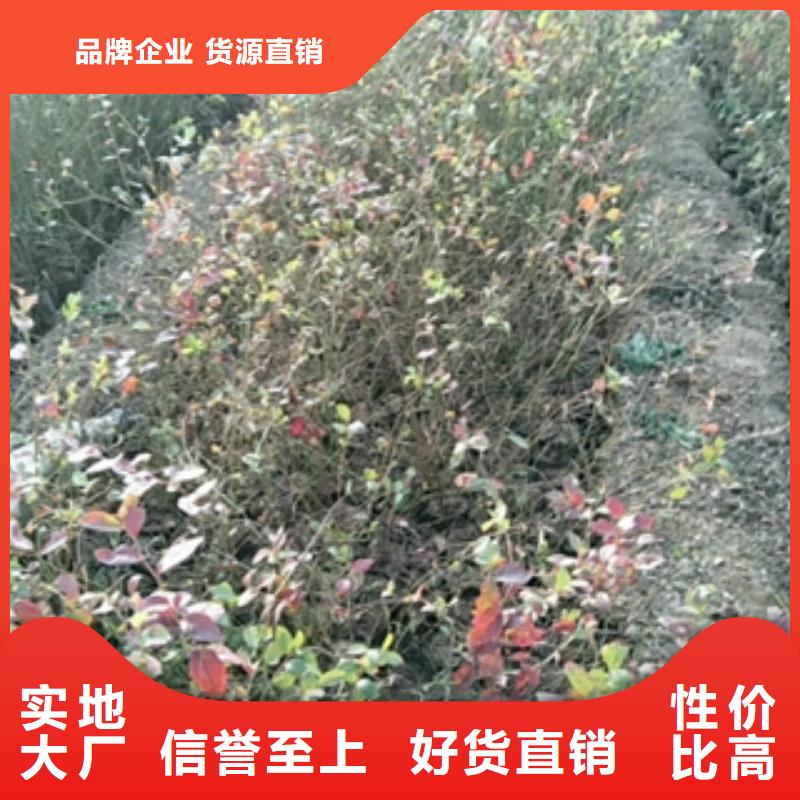 钙果苗-视频-安康市钙果苗-【周边】可服务区域石泉|宁陕|商洛|榆林|西安|延安|咸阳