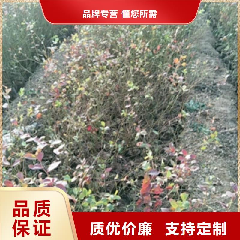 蓝莓苗批发价格