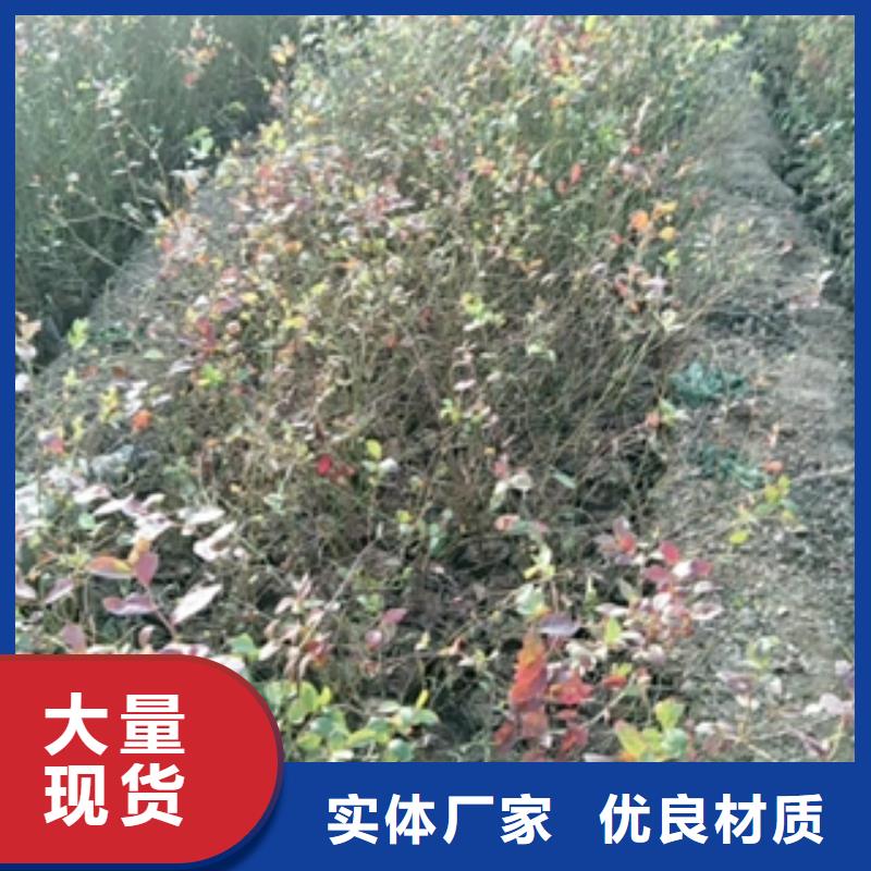 钙果苗-视频-钙果苗_甘肃省定西市市场覆盖岷县|临洮|天水|金昌|嘉峪关|酒泉|武威|甘南等