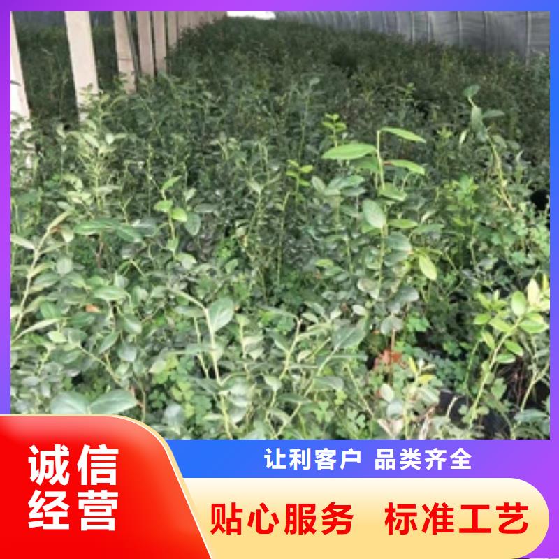 蓝莓苗国槐一对一为您服务