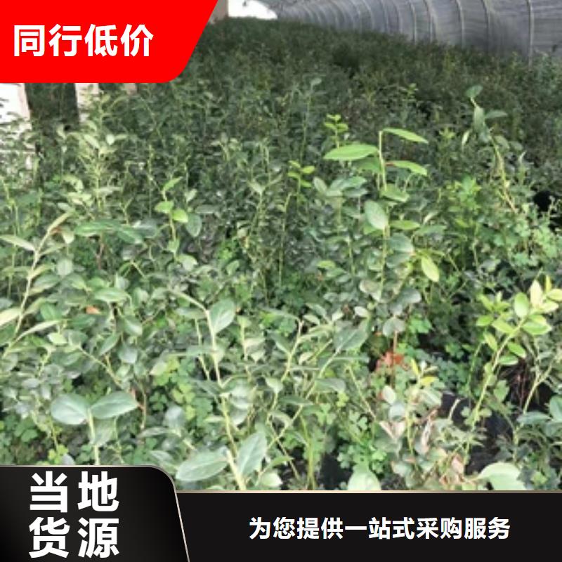 蓝莓苗樱桃苗品质保障售后无忧