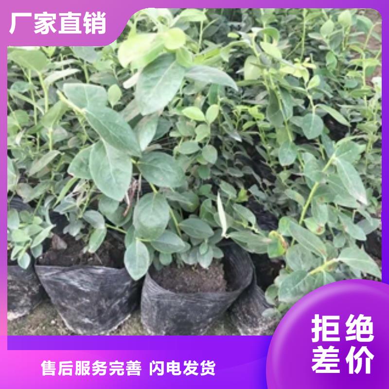 蓝莓苗钙果苗库存量大