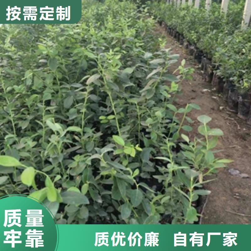 蓝莓苗批发价格