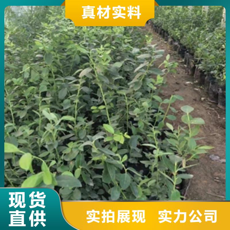 蓝莓苗樱桃苗品质保障售后无忧
