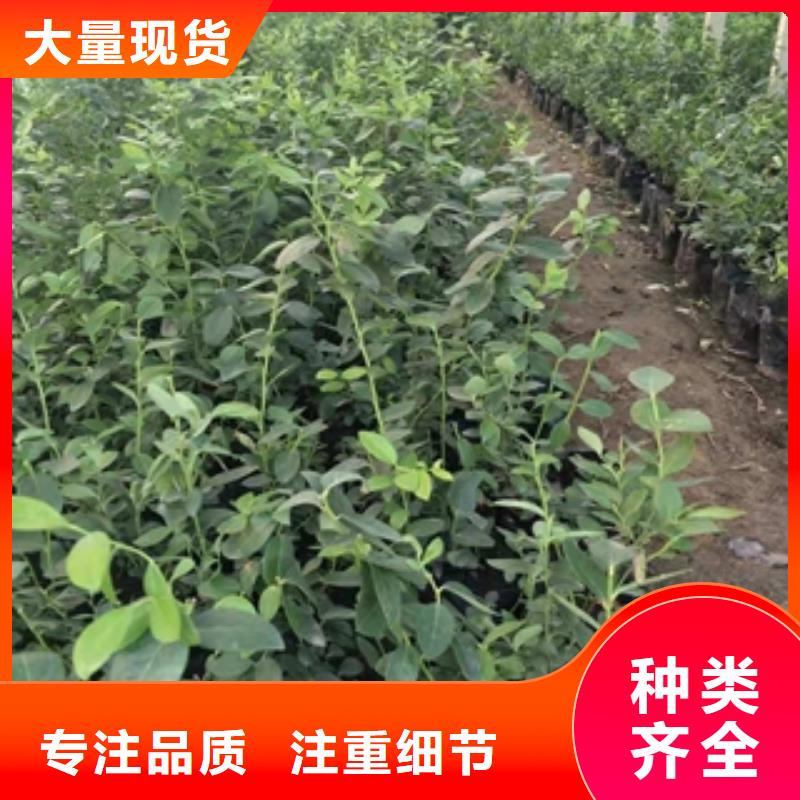 钙果苗-视频-钙果苗_甘肃省定西市市场覆盖岷县|临洮|天水|金昌|嘉峪关|酒泉|武威|甘南等