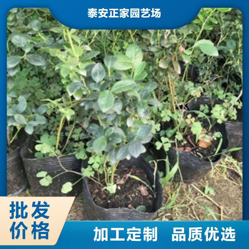 蓝莓苗,钙果苗N年专注
