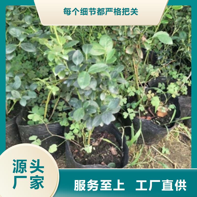 蓝莓苗泰山景松造型景松好产品好服务
