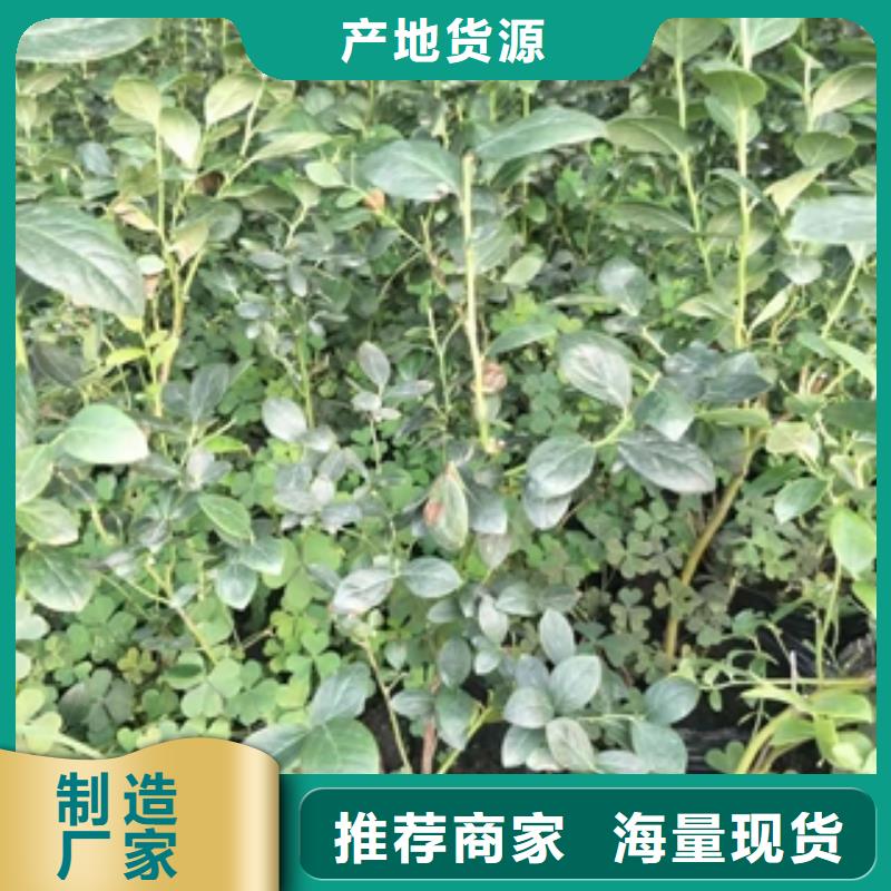 蓝莓苗泰山景松造型景松现货齐全售后无忧