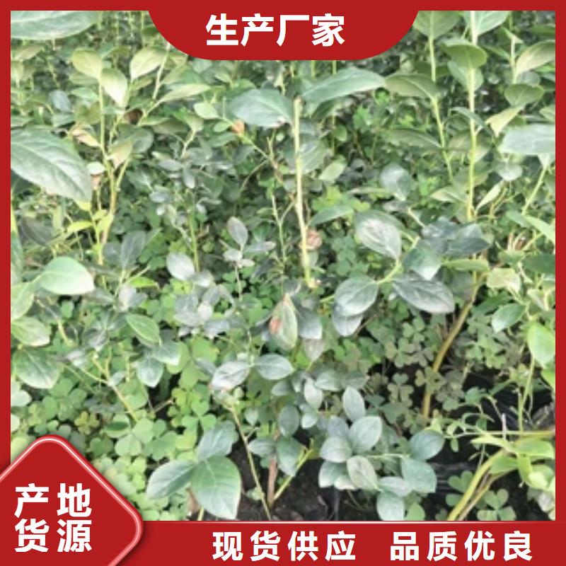 蓝莓苗-核桃苗樱花苗长果桑树苗产地采购