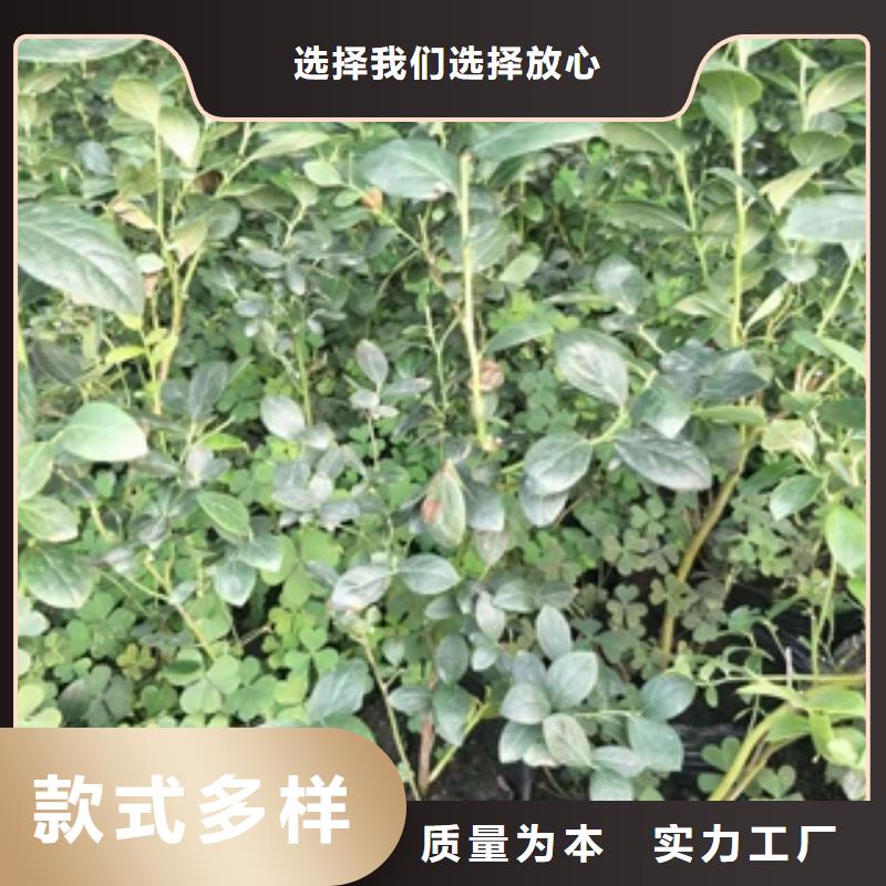 【蓝莓苗】占地果树厂家销售