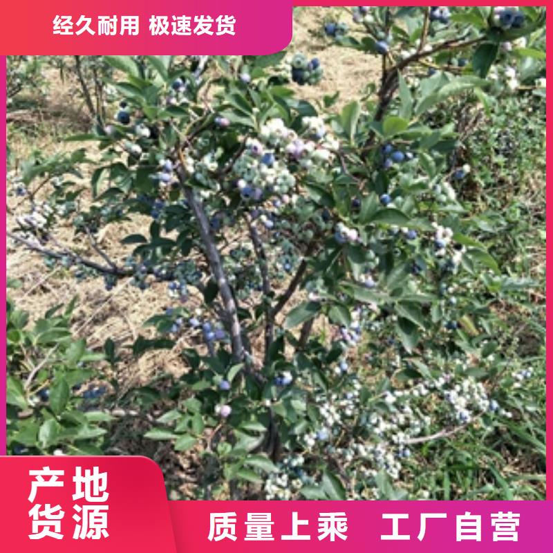 蓝莓苗,绿化树绿化工程信誉有保证