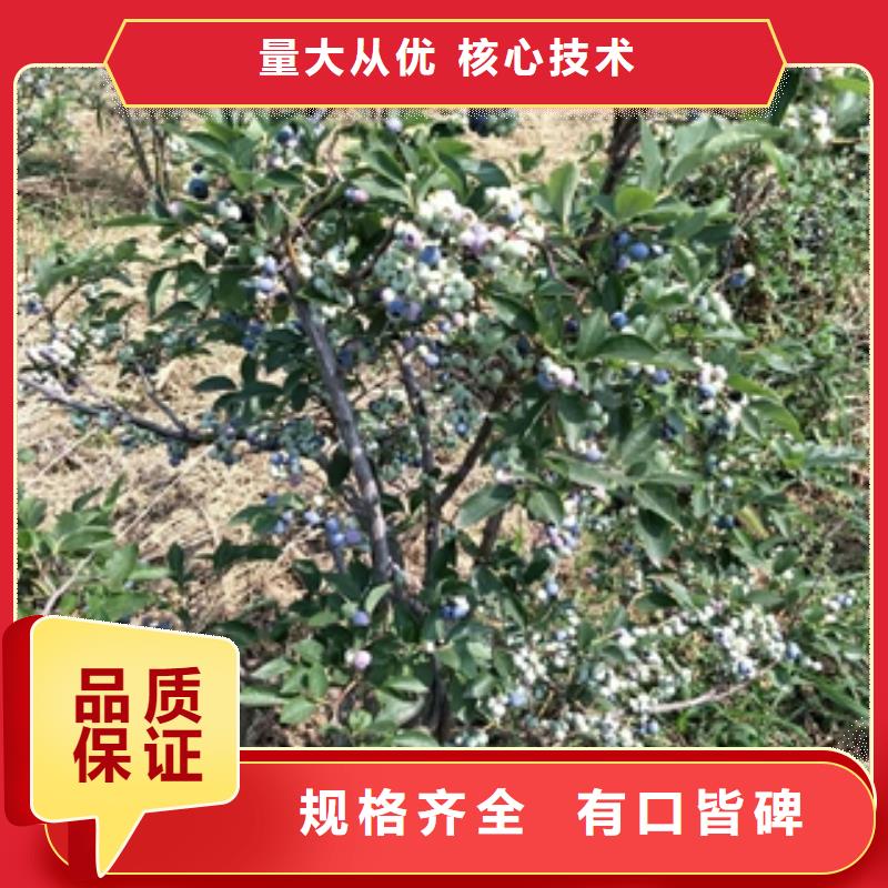 蓝莓苗占地果树质量上乘