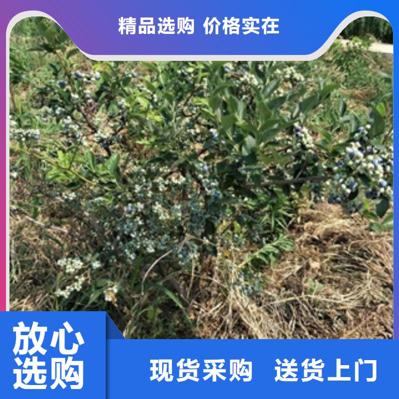 钙果苗-视频-钙果苗_甘肃省定西市市场覆盖岷县|临洮|天水|金昌|嘉峪关|酒泉|武威|甘南等