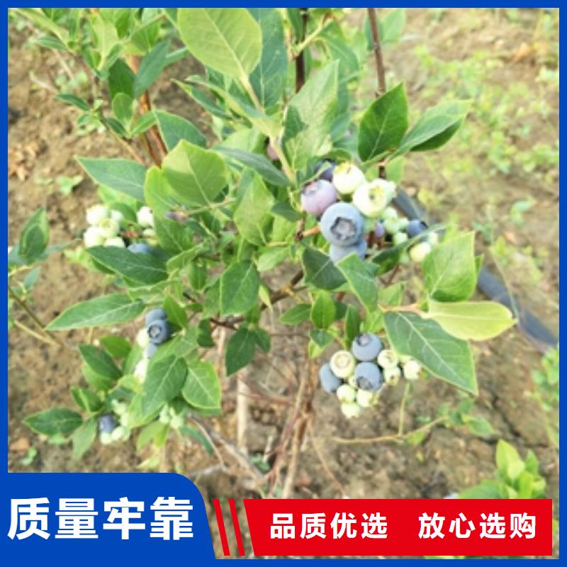 蓝莓苗【钙果苗】好产品有口碑