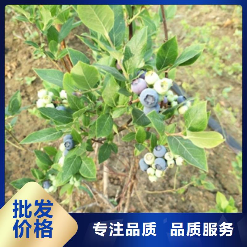 钙果苗-视频-钙果苗_甘肃省定西市市场覆盖岷县|临洮|天水|金昌|嘉峪关|酒泉|武威|甘南等