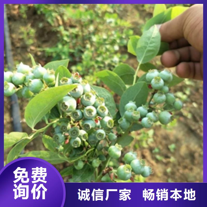 【蓝莓苗】占地果树厂家销售