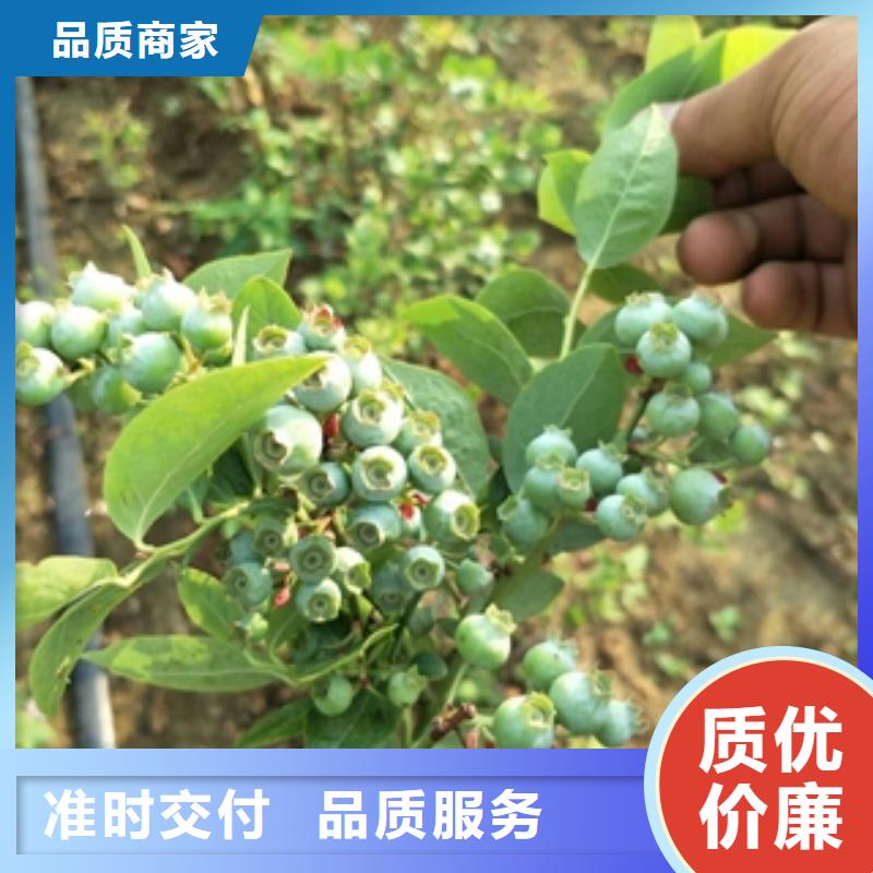 蓝莓苗泰山景松造型景松好产品好服务