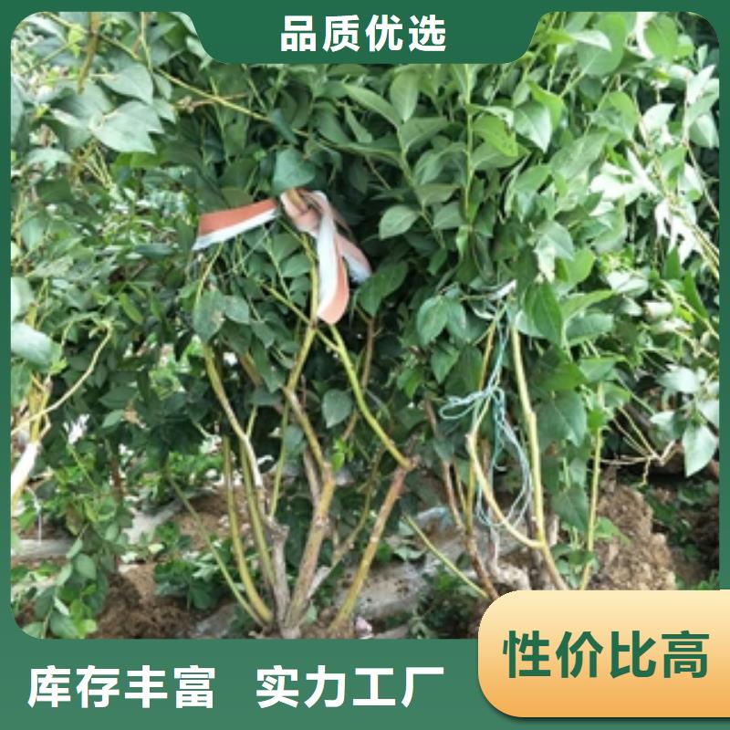 蓝莓苗核桃苗樱花苗长果桑树苗免费获取报价