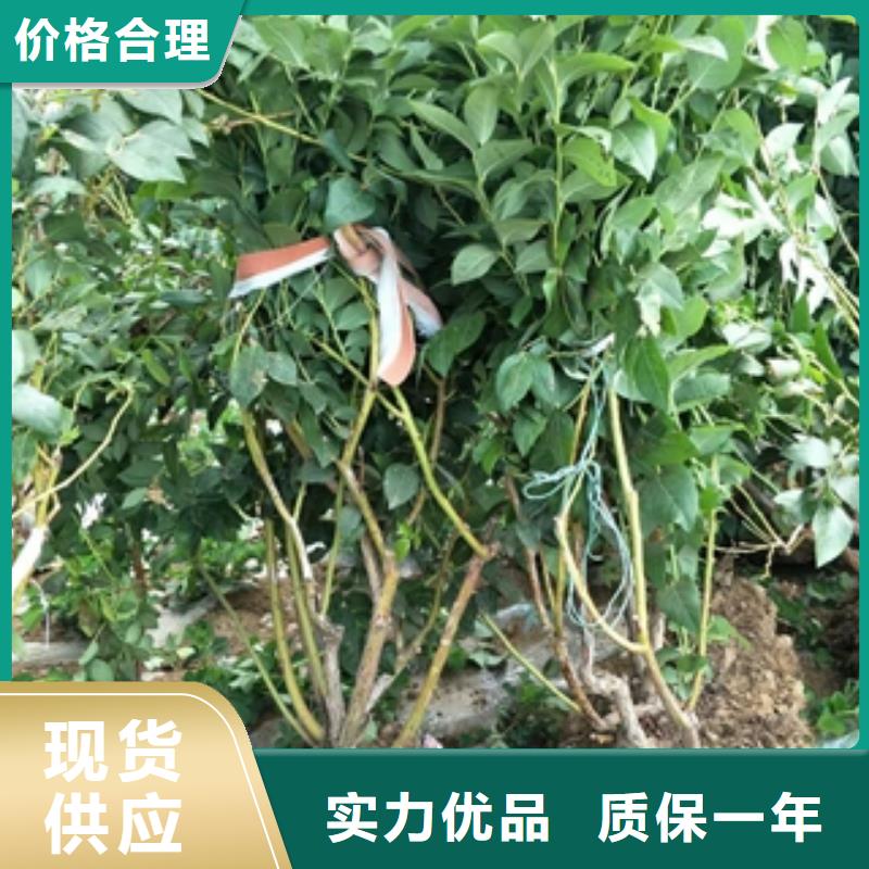 钙果苗-视频-钙果苗_甘肃省定西市市场覆盖岷县|临洮|天水|金昌|嘉峪关|酒泉|武威|甘南等