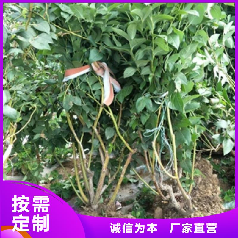 蓝莓苗樱桃苗品质保障售后无忧