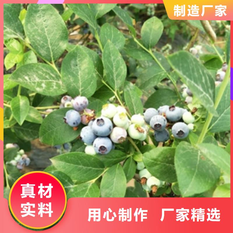 蓝莓苗树莓苗型号齐全