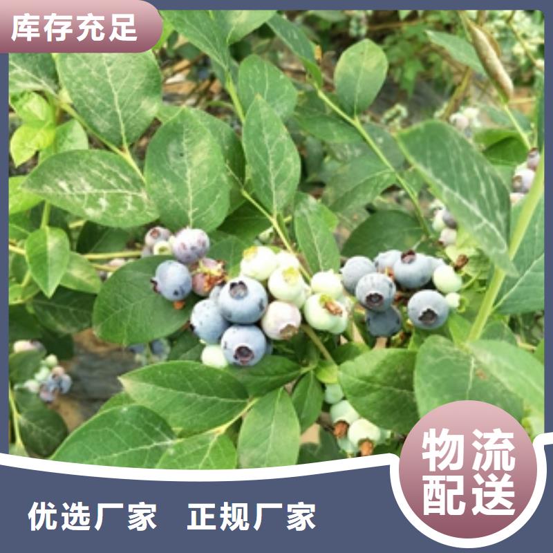 蓝莓苗占地果树质量上乘