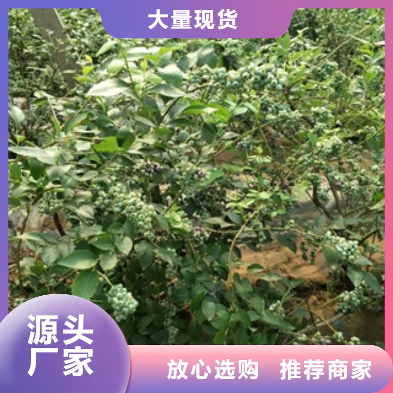 钙果苗-视频-钙果苗_甘肃省定西市市场覆盖岷县|临洮|天水|金昌|嘉峪关|酒泉|武威|甘南等