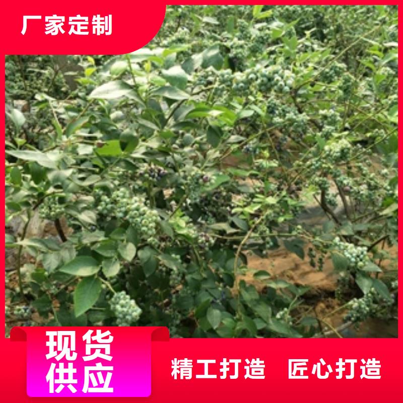 钙果苗-视频-安康市钙果苗-【周边】可服务区域石泉|宁陕|商洛|榆林|西安|延安|咸阳