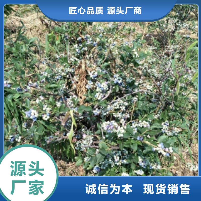 钙果苗-视频-安康市钙果苗-【周边】可服务区域石泉|宁陕|商洛|榆林|西安|延安|咸阳