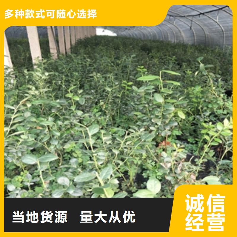 蓝莓苗【钙果苗】好产品有口碑