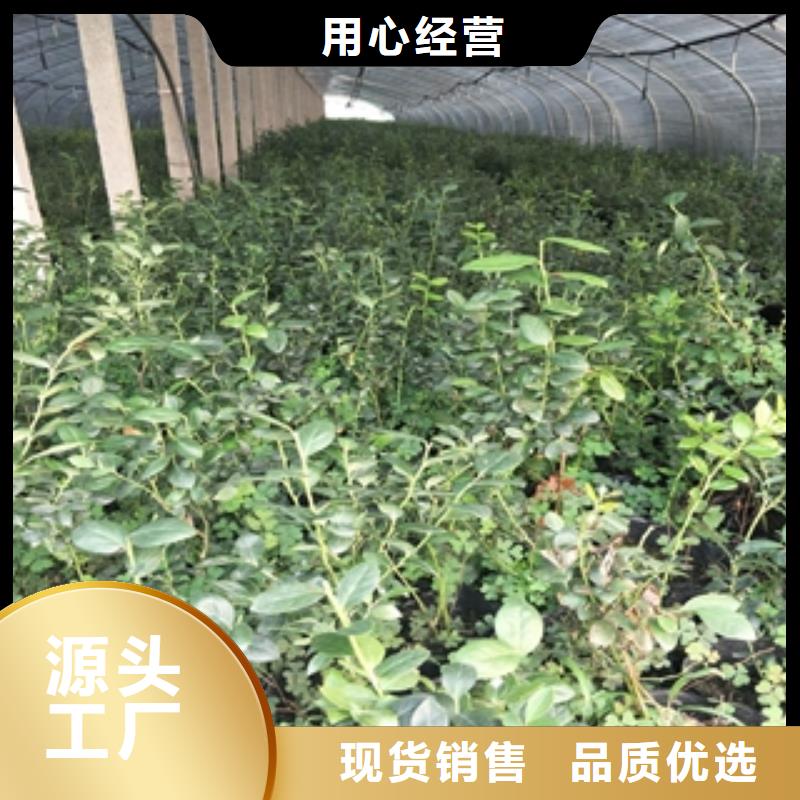 钙果苗-视频-安康市钙果苗-【周边】可服务区域石泉|宁陕|商洛|榆林|西安|延安|咸阳