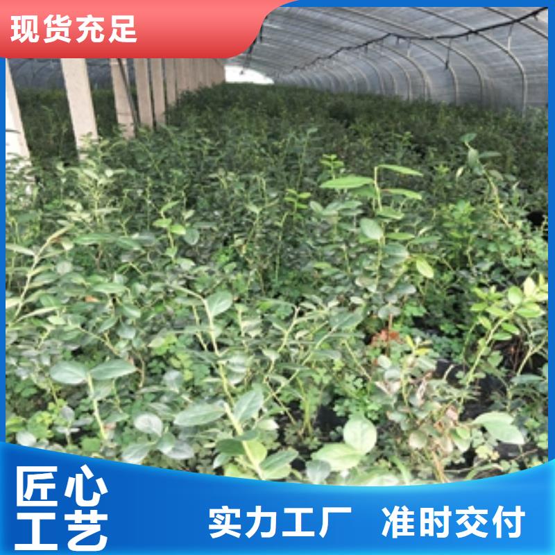 蓝莓苗泰山景松造型景松好产品好服务