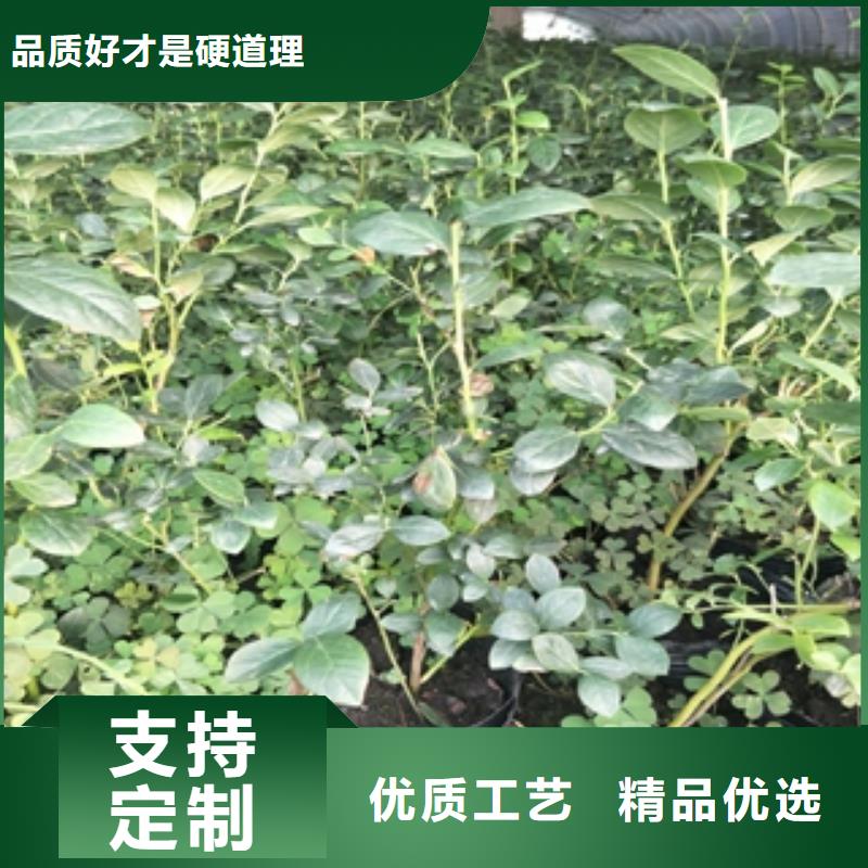 蓝莓苗-碧桃质量检测