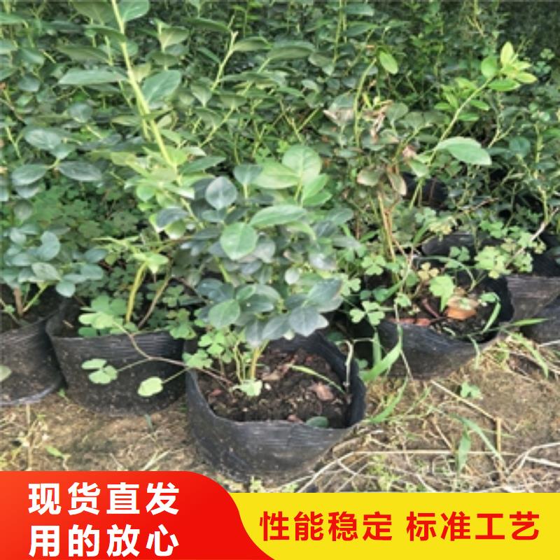 钙果苗-视频-钙果苗_甘肃省定西市市场覆盖岷县|临洮|天水|金昌|嘉峪关|酒泉|武威|甘南等