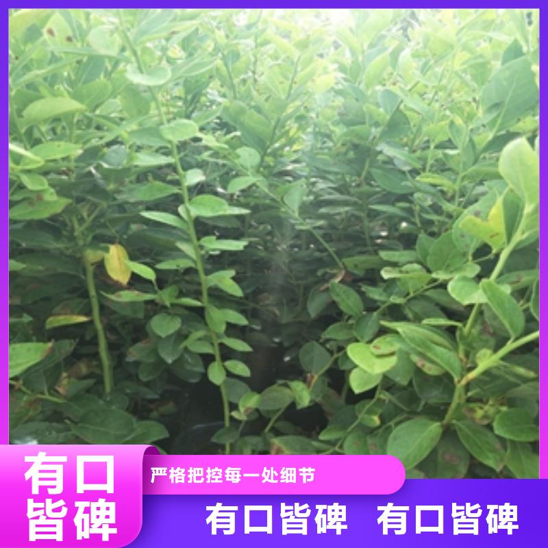 蓝莓苗核桃苗樱花苗长果桑树苗好货直供
