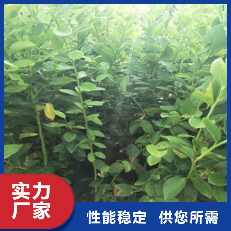 蓝莓苗占地果树助您降低采购成本