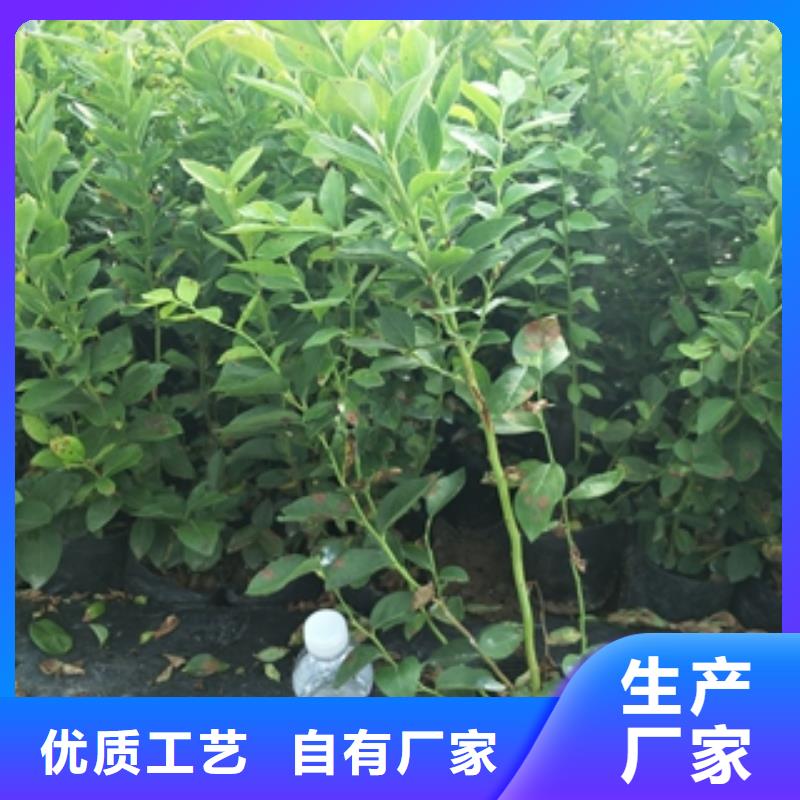 蓝莓苗泰山景松造型景松好产品好服务