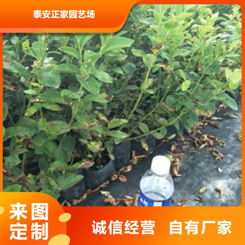 蓝莓苗核桃苗樱花苗长果桑树苗好货直供