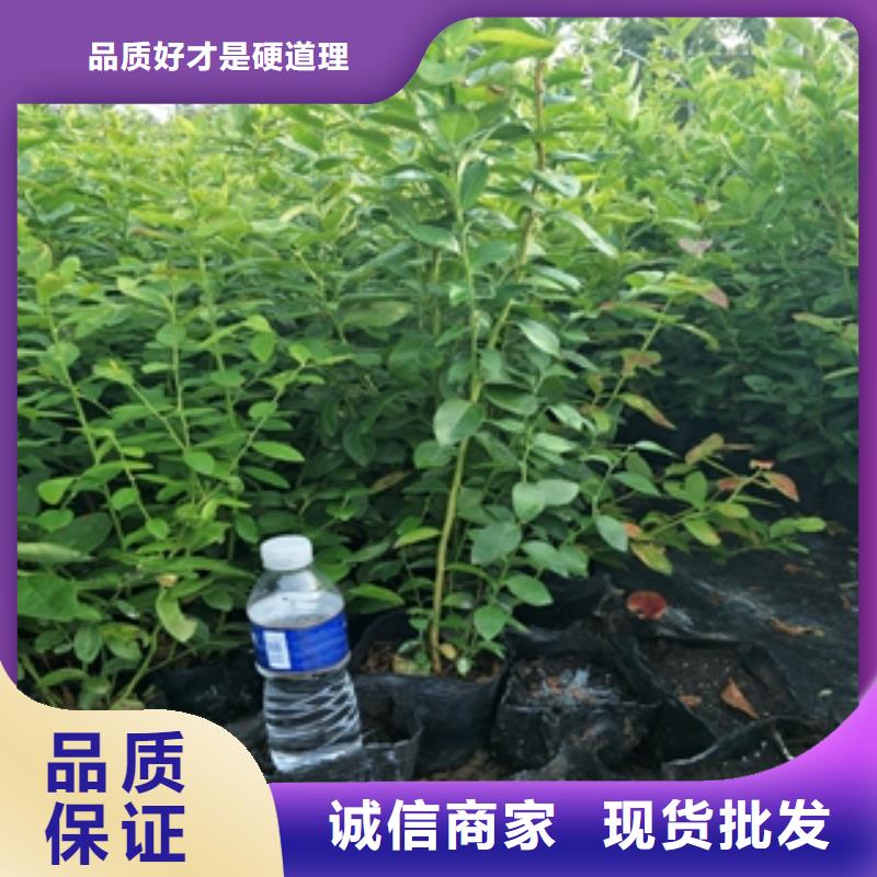 蓝莓苗性价比高