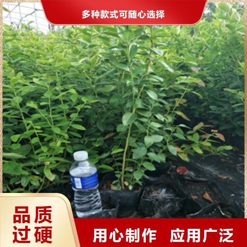 蓝莓苗丰富的行业经验