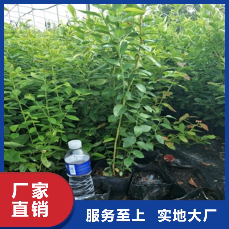蓝莓苗钙果苗库存量大